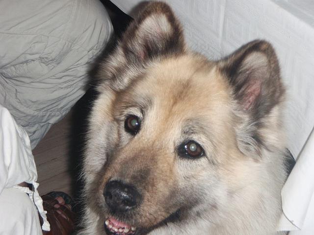 058 Chayla der Fliederberbegruender.JPG - OLYMPUS DIGITAL CAMERA